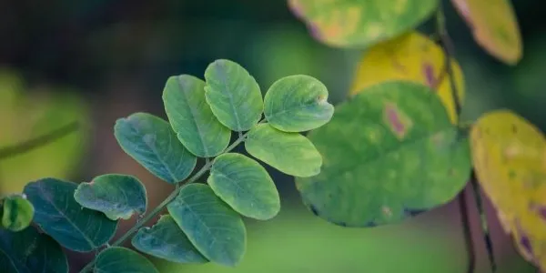 Adaptación del cultivo del algarrobo ante la crisis climática