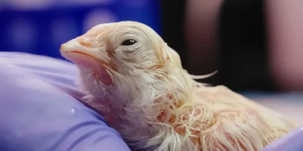 Los huevos artificiales ya son una realidad