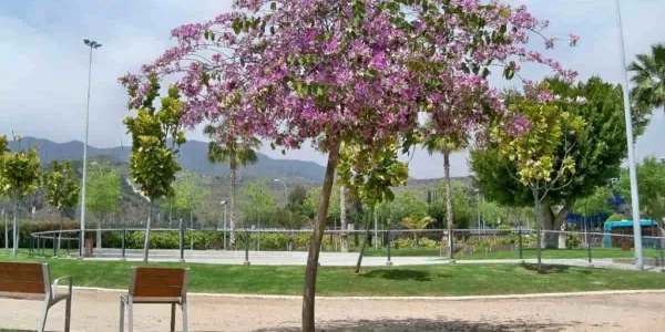 Árboles que nos salvan del calor