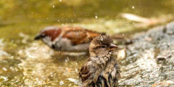 Seo BirdLife plantea nuevas zonas verdes en las ciudades