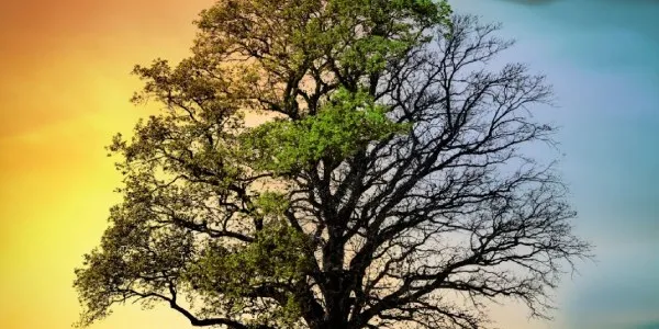 Imagen de un árbol