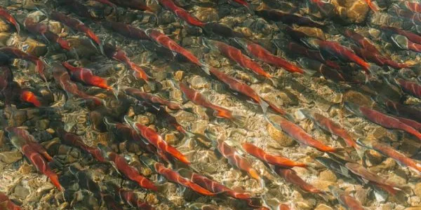 Restos de cocaína en el agua alteran a los salmones