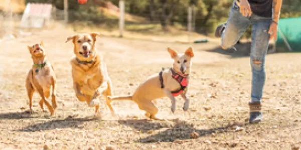Comandos básicos para enseñar a tu mascota