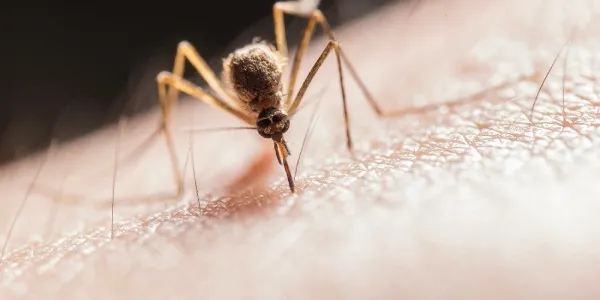 Picaduras de mosquitos