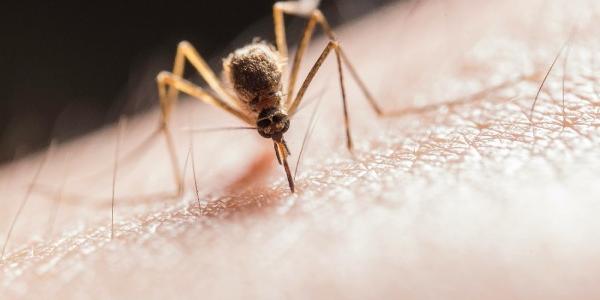 Picaduras de mosquitos