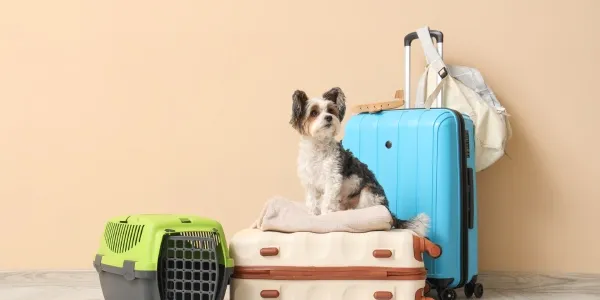 Planificar adecuadamente los viajes con mascotas, crucial para su seguridad