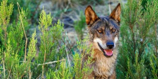 Lobo ibérico 