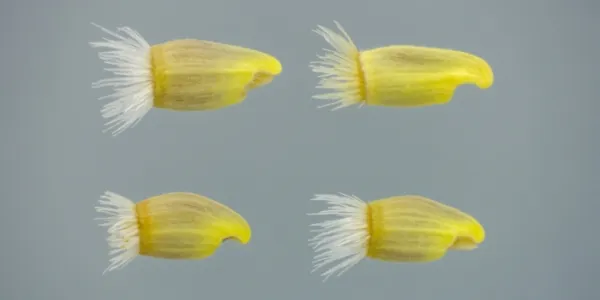 Imagen de semillas de Centaurea pinnata