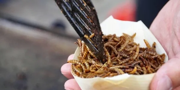 Paquete de insectos para consumo humano