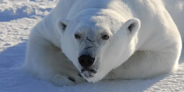 Oso polar en el Ártico