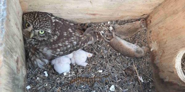 Mochuelo con pollos en una caja nido con despensa de topillos