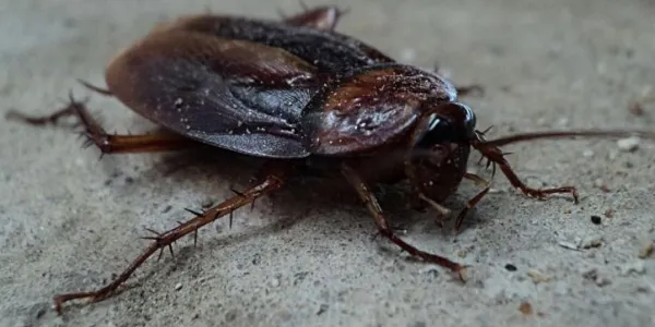 Imagen de una cucaracha