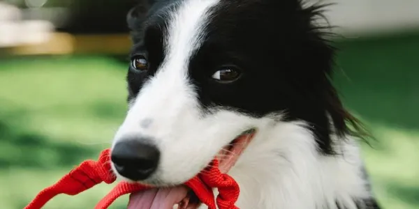 Perros y collares