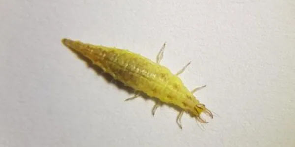 Crisopa verde
