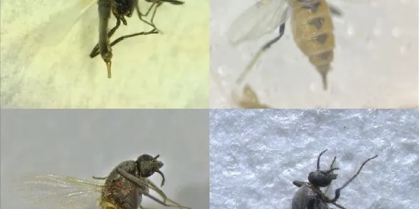 Especies de moscas hematófagas recién descubiertas en Andalucía