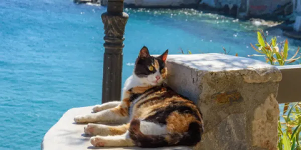 Una isla griega para cuidar gatos