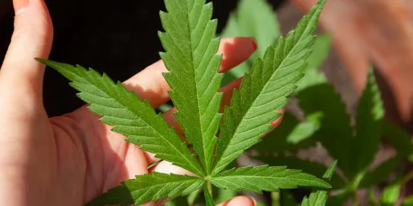 Cultivar marihuana en casa es fácil con estos consejos