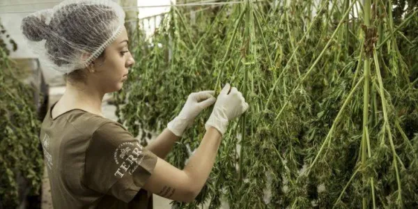 Chica en un cultivo indoor