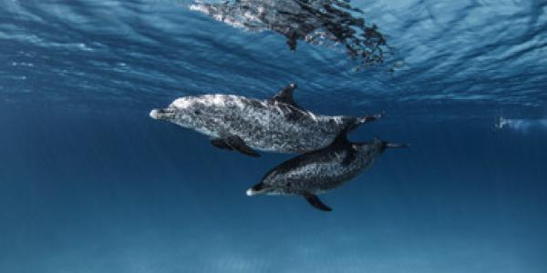 La verdadera imagen de los delfines