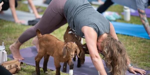 Goat Yoga, ejercicio con cabras