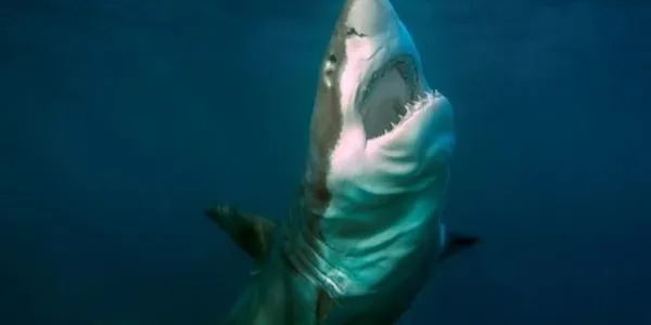 Los grandes depredadores del océano en doble peligro