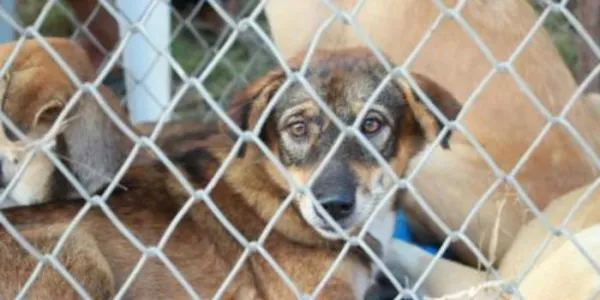 Perro en un albergue a la espera de ser adoptado 