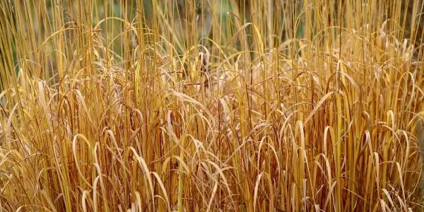 Los pastizales afectados por la sequía