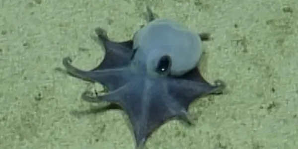 El pulpo azul recién descubierto