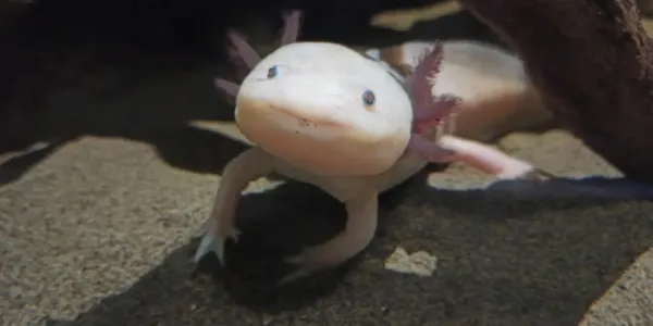 Ajolote