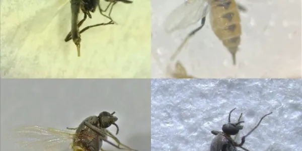 Las especies de mosca recién descubiertas en Andalucía 
