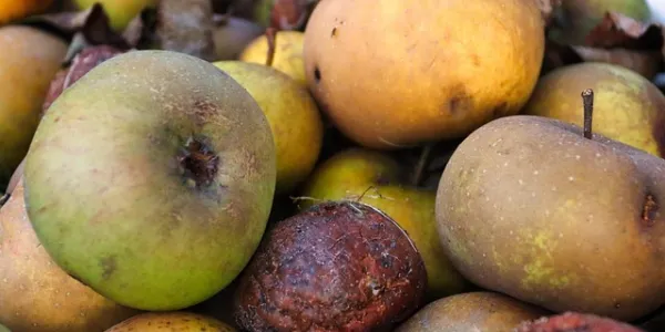 Frutas en la basura
