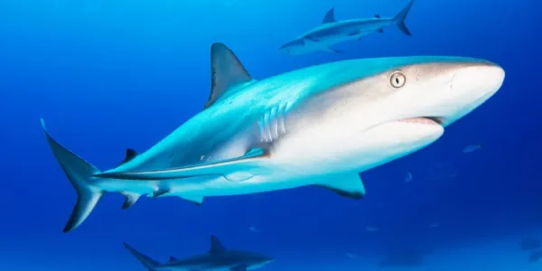 Tiburones