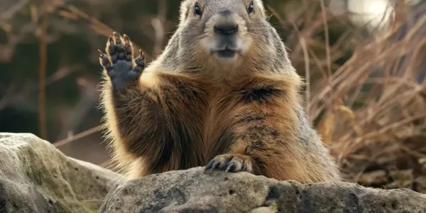 El Día de la Marmota se celebra hoy