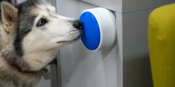 Así funciona el Dogosophy button