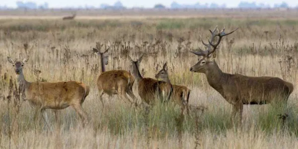 Parque Nacional de Doñana y su aumento de ciervos