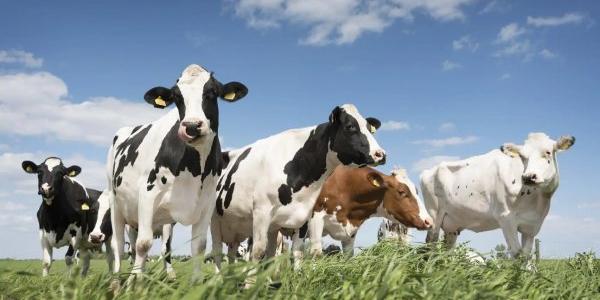 ¿Tiene el metano de la ganadería los días contados? La ciencia y la genética para una ganadería libre de metano
