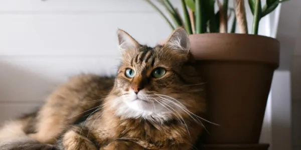 gato en su casa