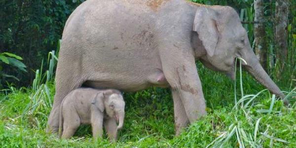 Madre y cría de elefante de Borneo