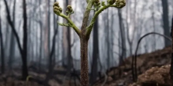 Brote tras los incendios de Australia 