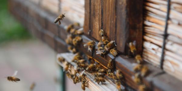 Algunos animales detectan enfermedades