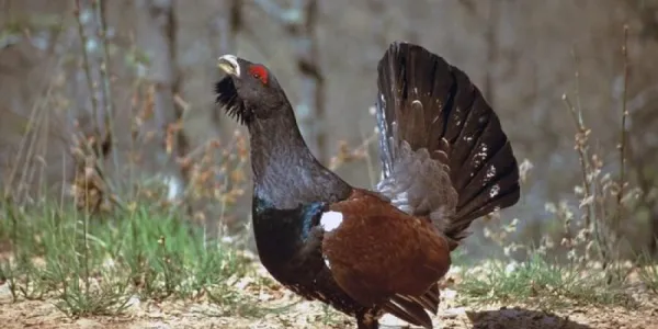 Urogallo