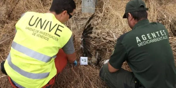 Agentes medioambientales analizan un posible caso de veneno a una ave 