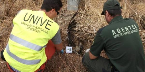 Agentes medioambientales analizan un posible caso de veneno a una ave 