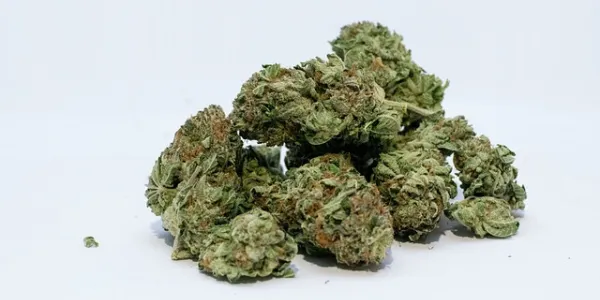 Cannabis