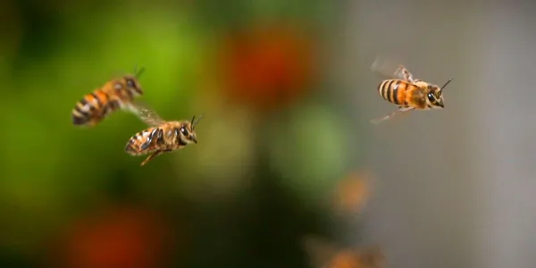 Doñana y las especies de abejas