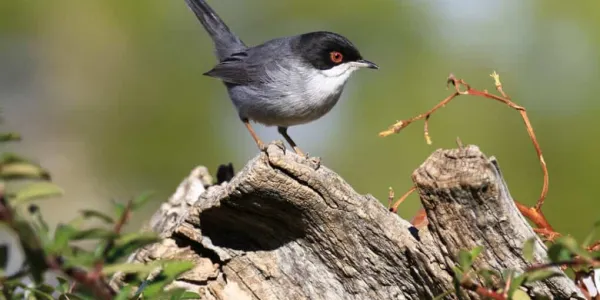 Las aves de Santander retroceden