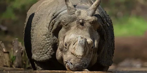 Especies en extinción