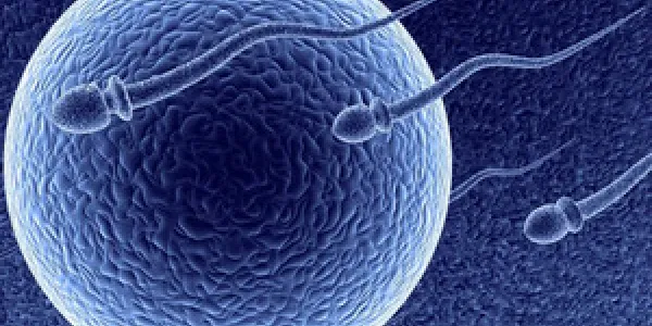 Calidad de los espermatozoides