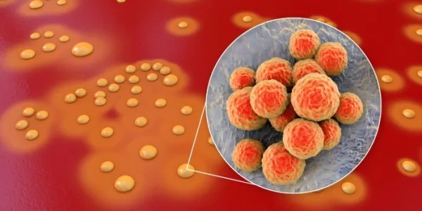 Colonia de bacterias ‘Staphylococcus aureus’ en sangre de oveja
