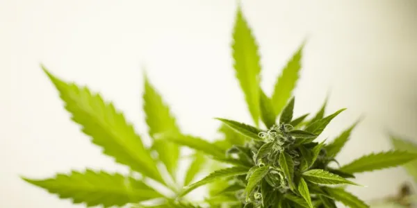 Sanidad insiste en el estudio profundo del cannabis medicinal